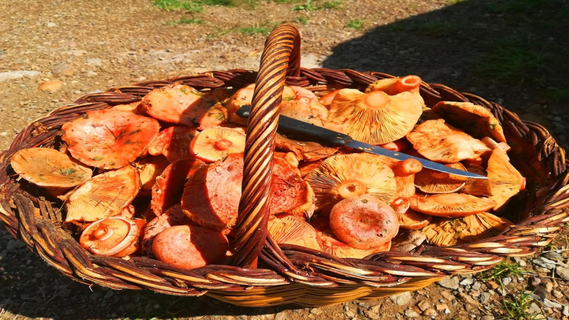 El Descans De L'Oreneta Camprodon Εξωτερικό φωτογραφία